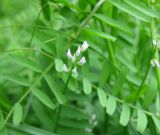 Vicia hirsuta