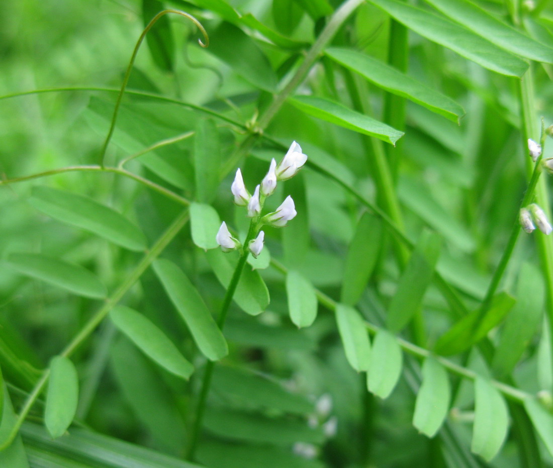 Изображение особи Vicia hirsuta.