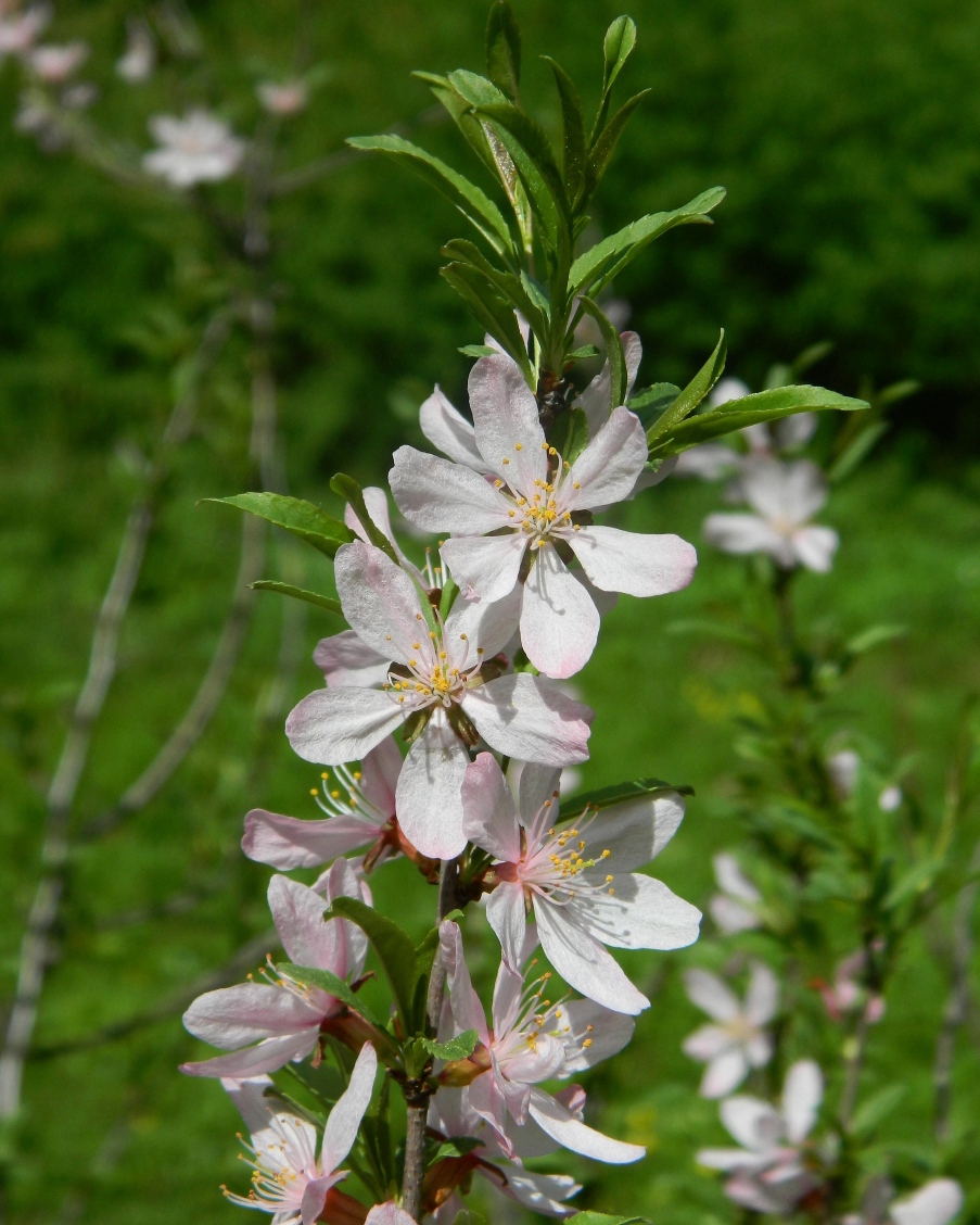 Изображение особи род Amygdalus.