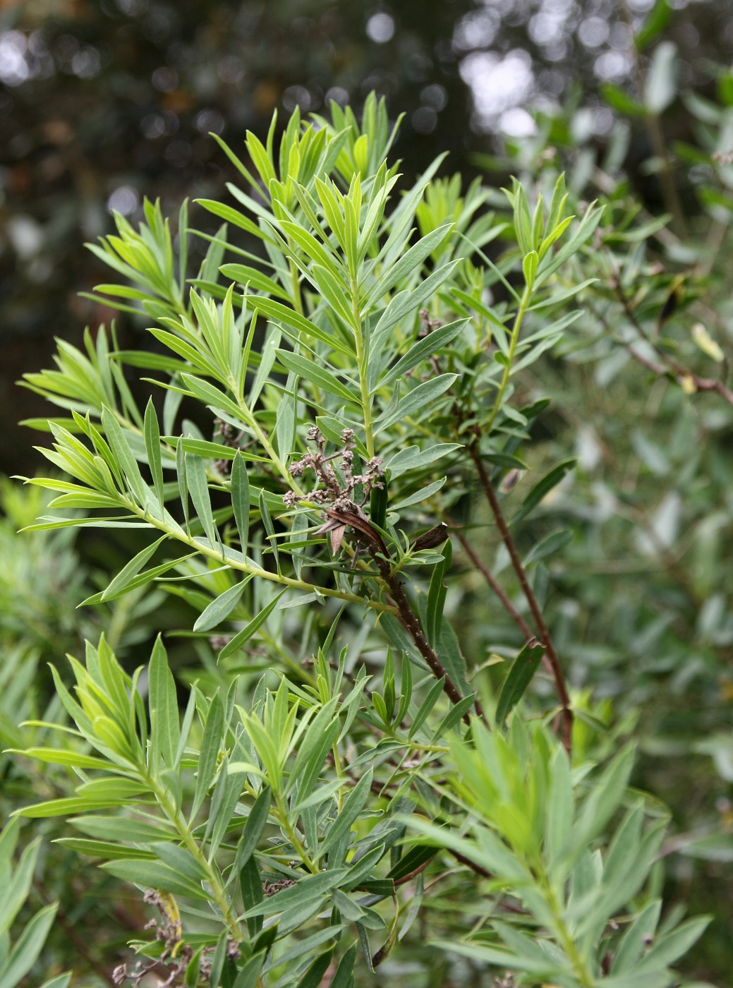 Image of Daphne gnidium specimen.