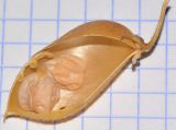 Cicer arietinum