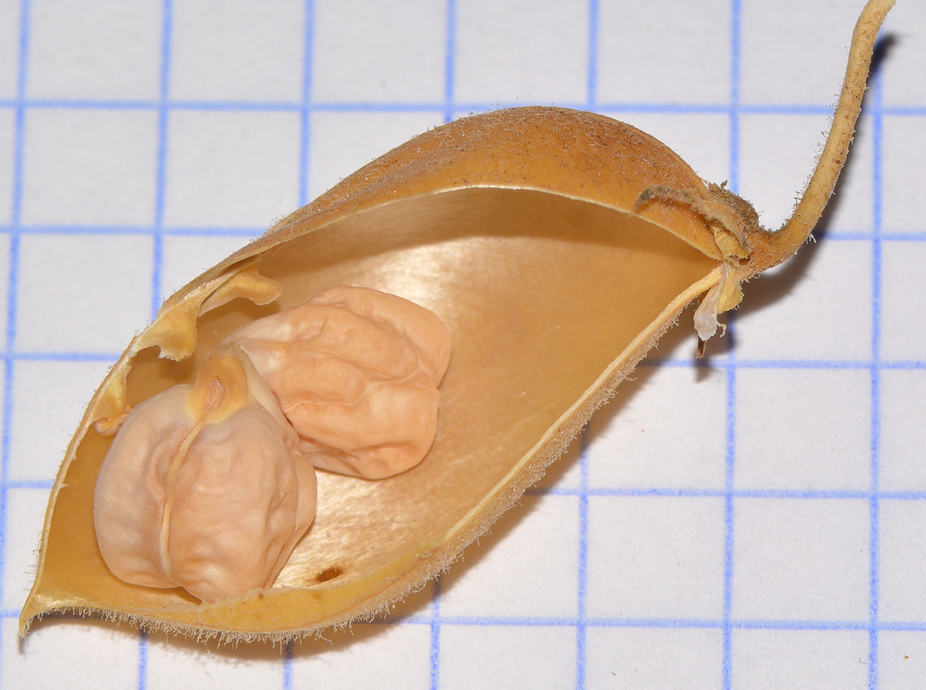 Image of Cicer arietinum specimen.