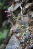 Silene olgae