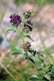 Medicago tianschanica