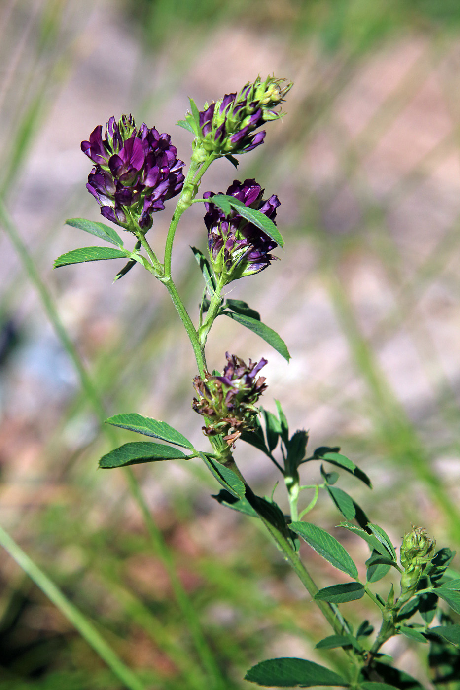 Изображение особи Medicago tianschanica.