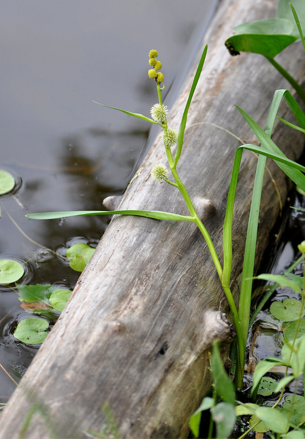 Image of Sparganium emersum specimen.