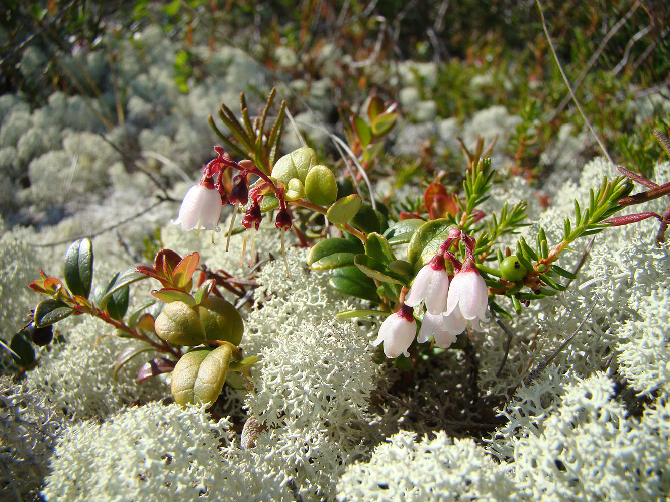 Image of Vaccinium vitis-idaea var. minus specimen.