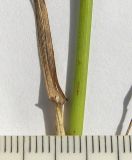 Image of taxon representative. Author is Сергей Банкетов