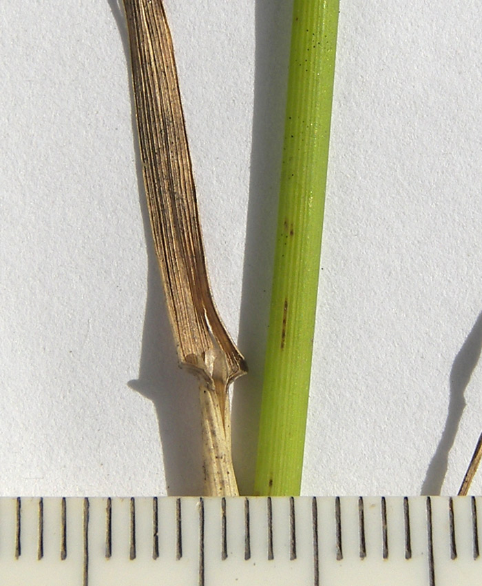 Изображение особи Poa pratensis.