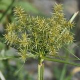 Cyperus esculentus