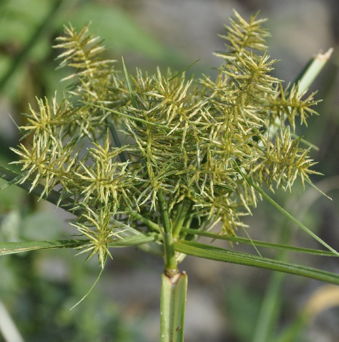 Изображение особи Cyperus esculentus.