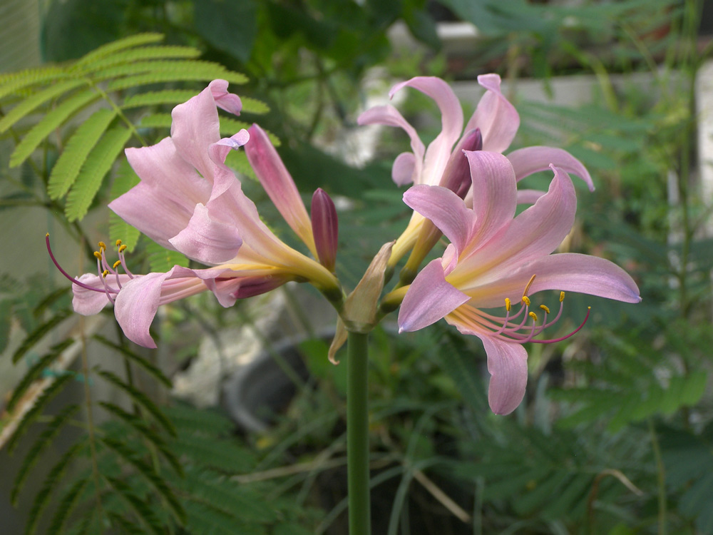 Изображение особи Lycoris squamigera.