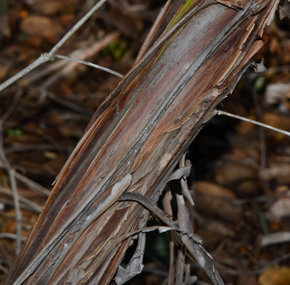 Изображение особи Eucalyptus caesia.