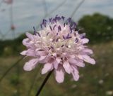 Cephalaria transsylvanica