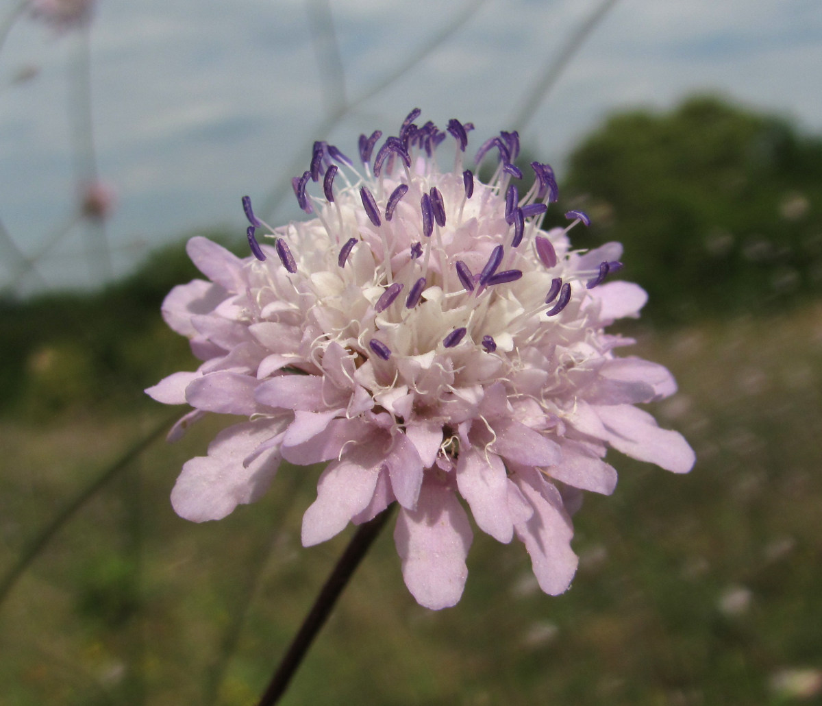 Image of Cephalaria transsylvanica specimen.