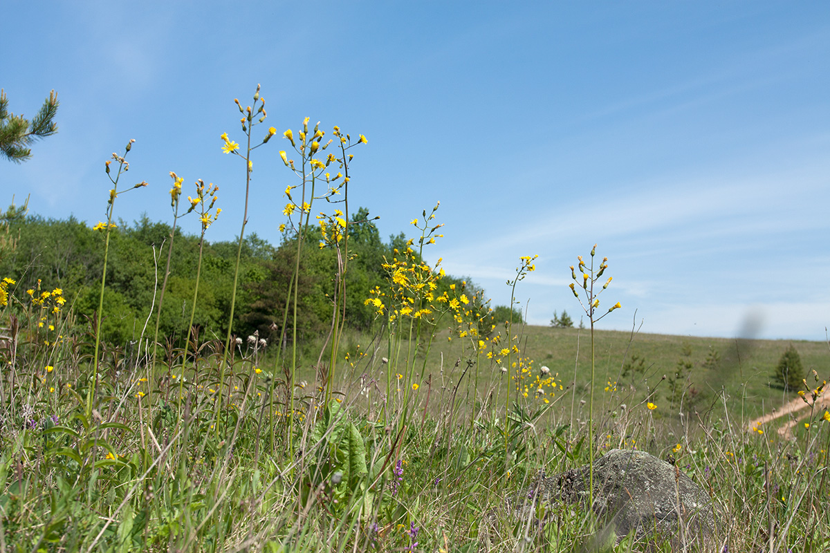 Изображение особи Crepis praemorsa.