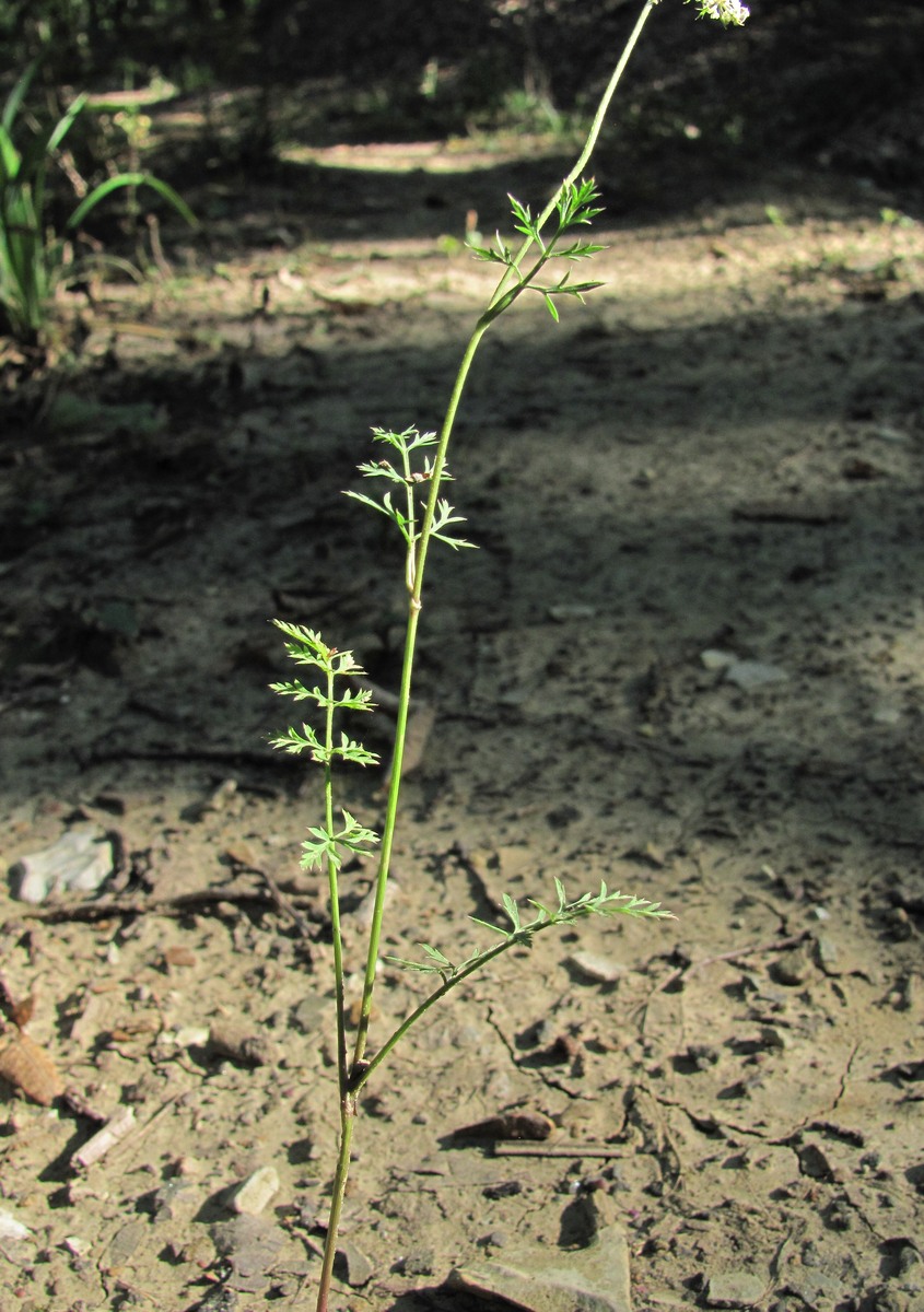 Изображение особи Daucus carota.