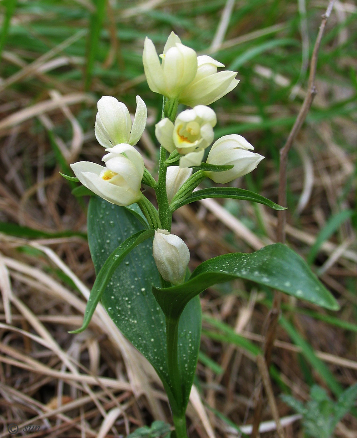 Изображение особи Cephalanthera damasonium.