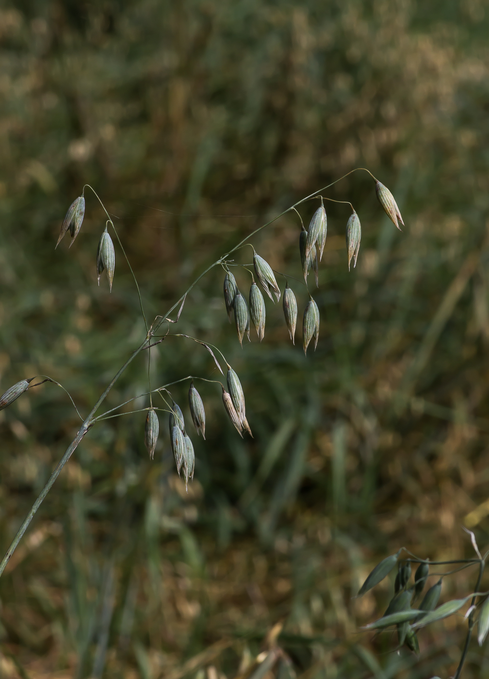 Image of Avena sativa specimen.