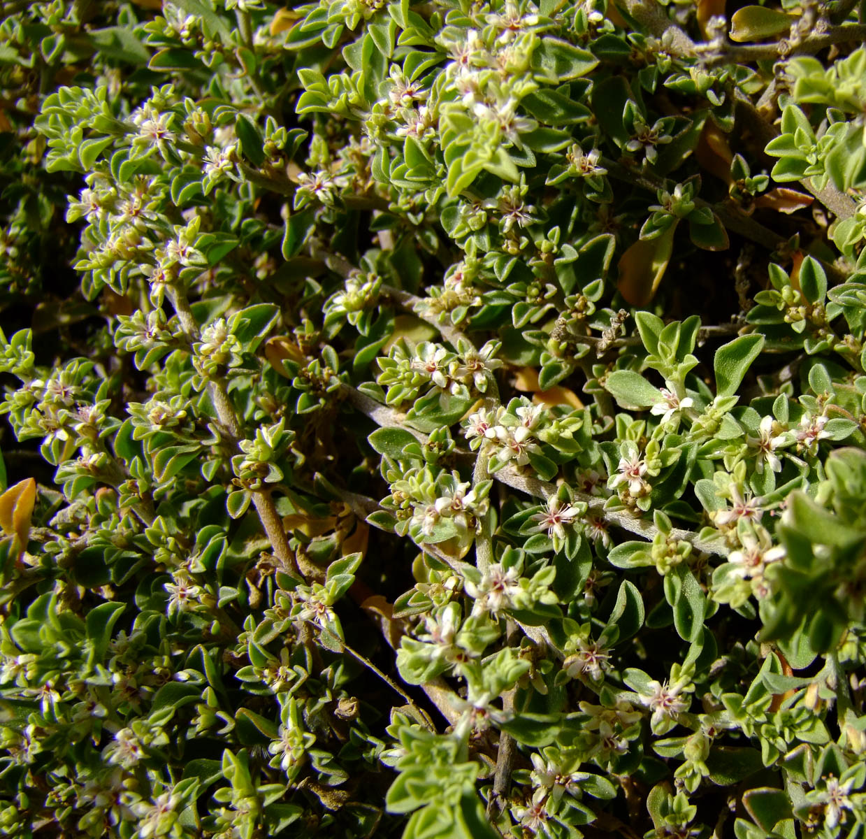 Изображение особи Galenia pubescens.