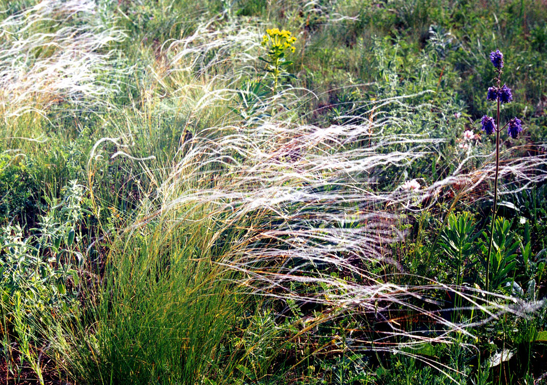 Изображение особи Stipa lessingiana.