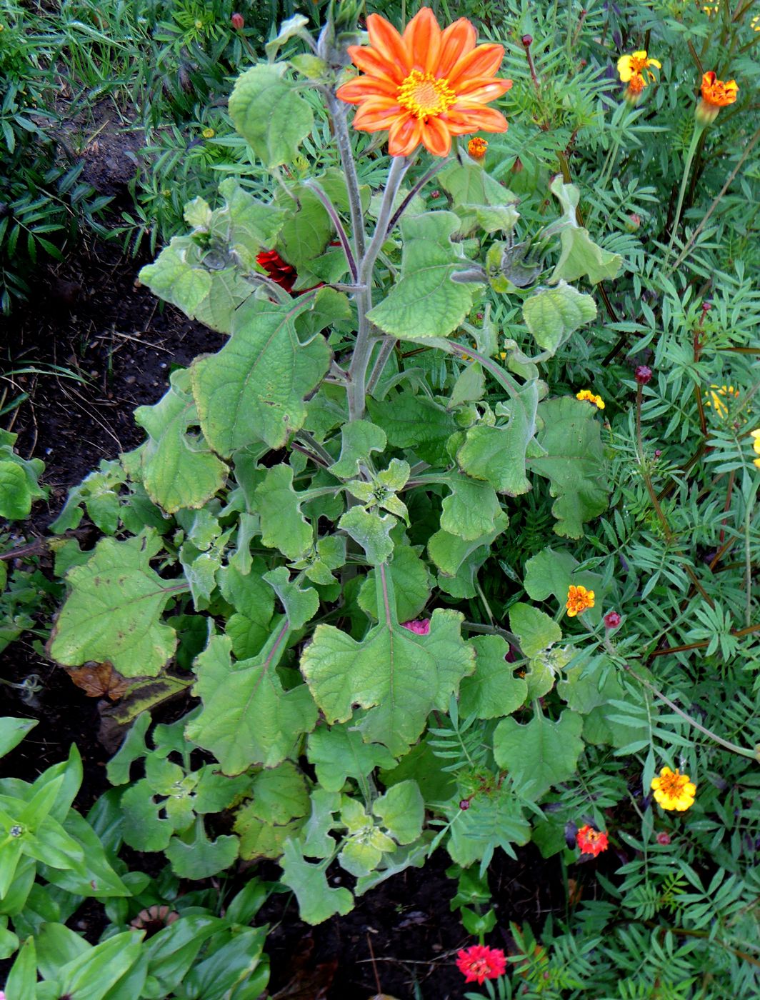 Image of Tithonia rotundifolia specimen.