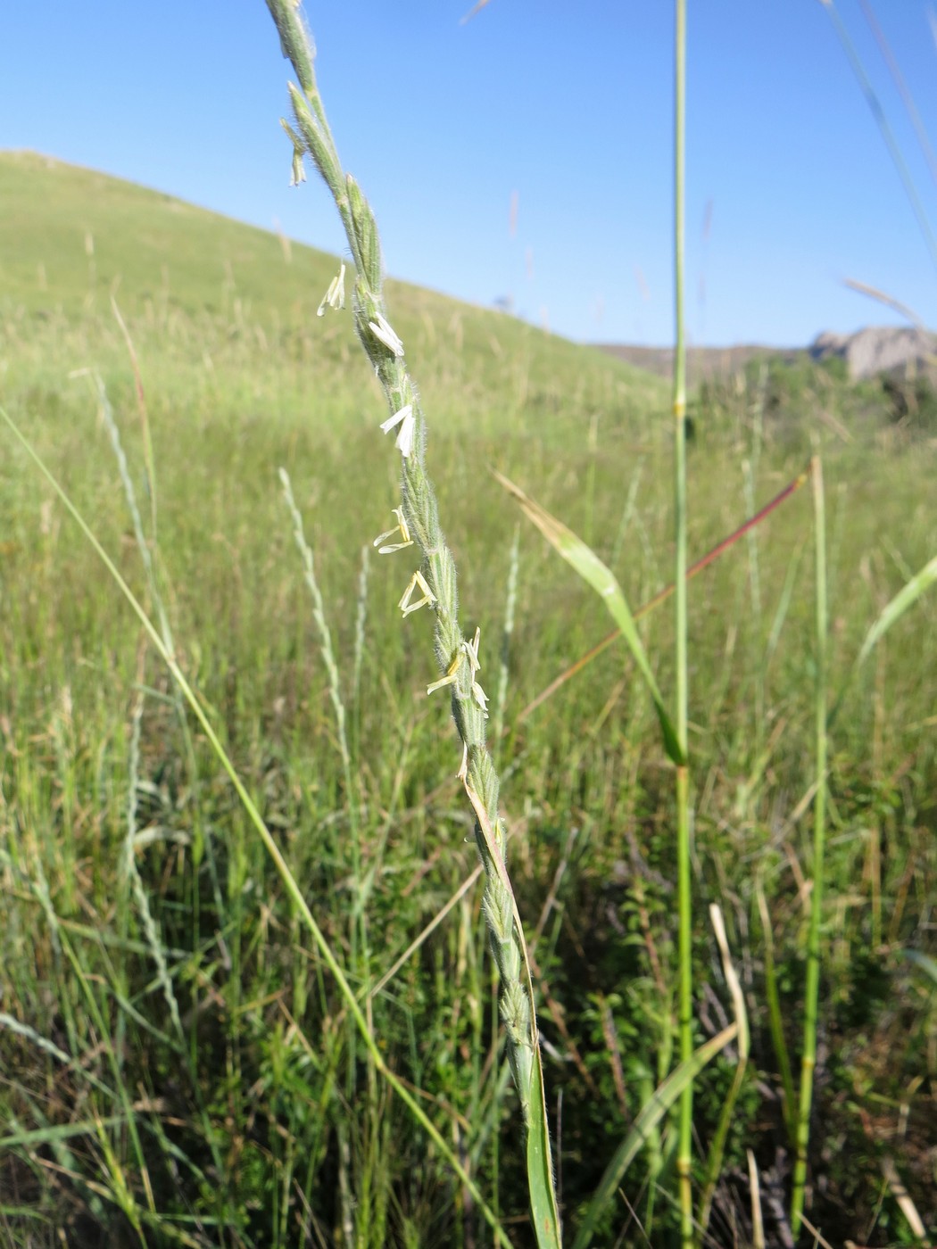 Изображение особи Elytrigia trichophora.