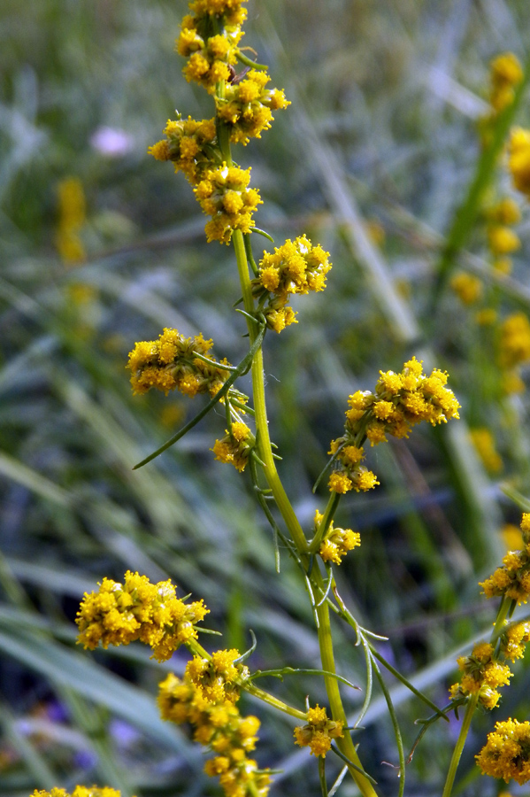 Изображение особи Artemisia palustris.