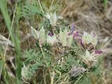 Astragalus suffruticosus