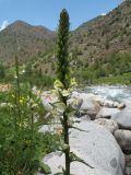 Pedicularis dolichorrhiza