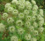 Angelica sylvestris