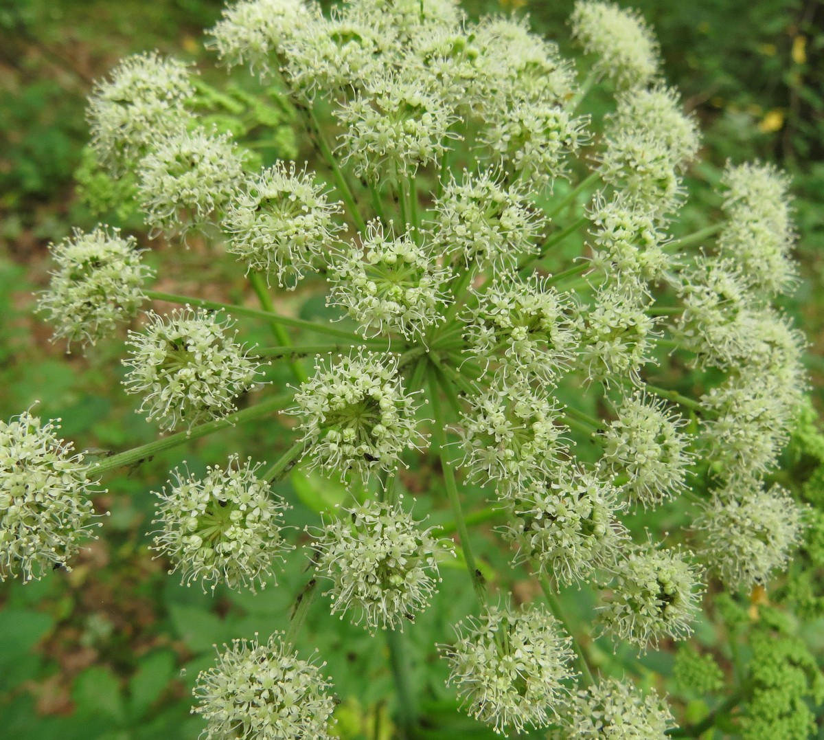 Изображение особи Angelica sylvestris.