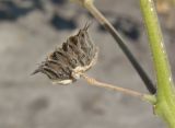 Abutilon theophrasti