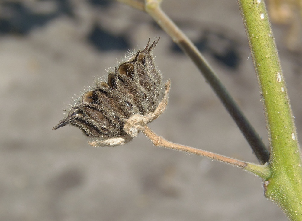 Image of Abutilon theophrasti specimen.