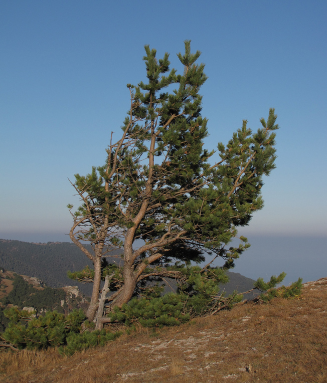 Изображение особи Pinus sylvestris.