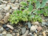 Mertensia maritima