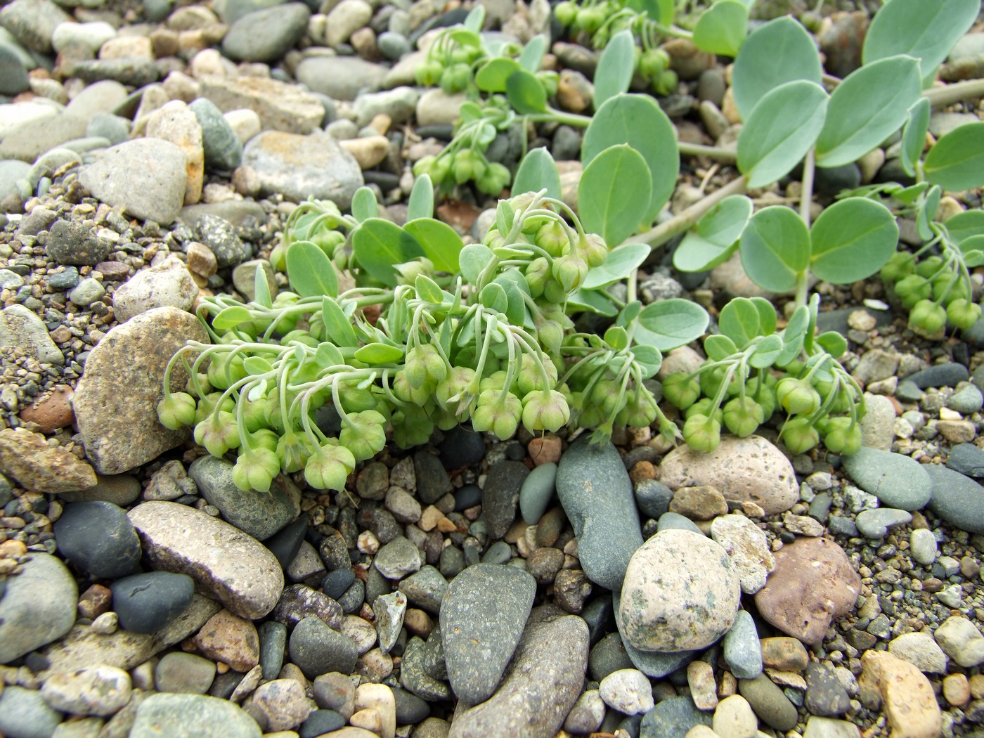 Изображение особи Mertensia maritima.