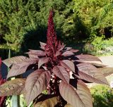 Amaranthus hypochondriacus