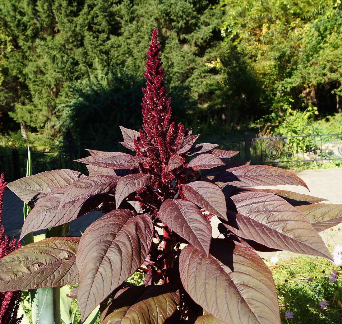 Изображение особи Amaranthus hypochondriacus.