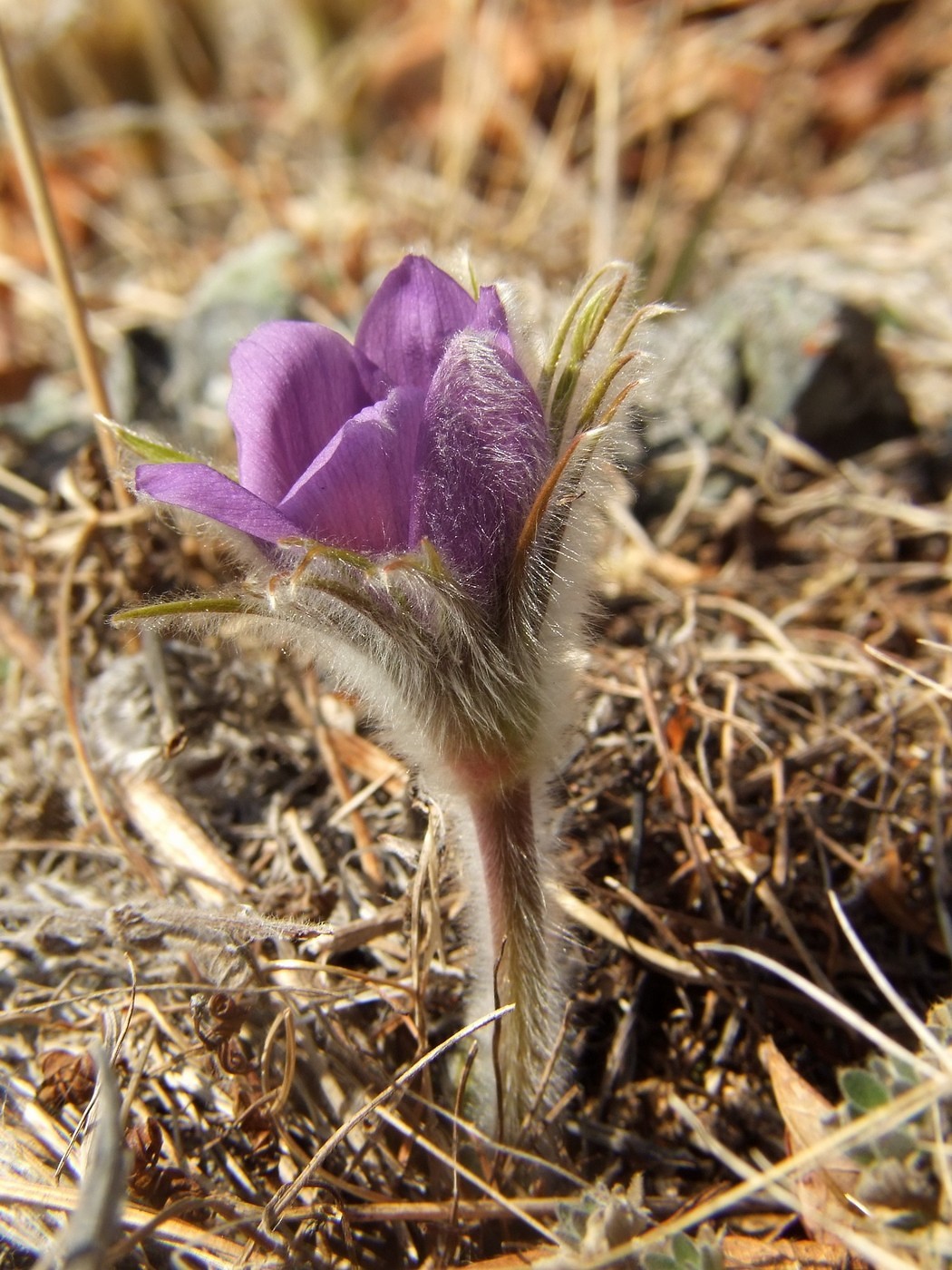 Изображение особи Pulsatilla multifida.