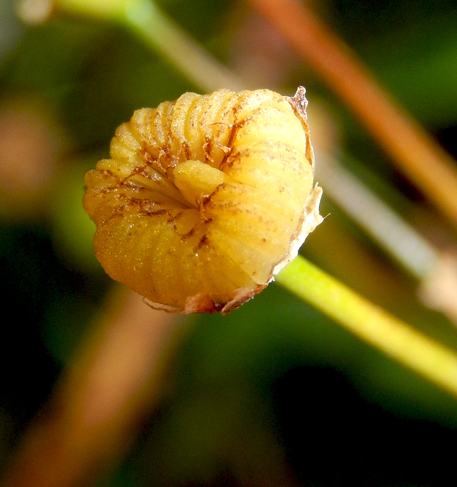 Image of Alisma lanceolatum specimen.