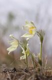 View full-size image Pulsatilla patens