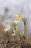 Pulsatilla patens