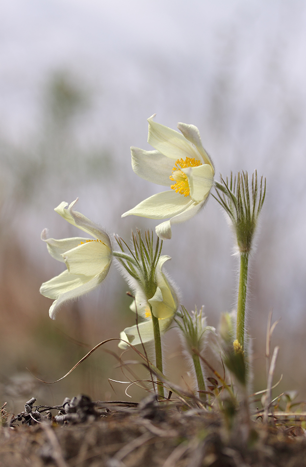 Image of Pulsatilla patens specimen.