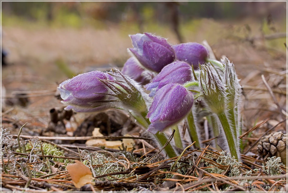 Изображение особи Pulsatilla patens.