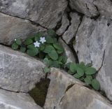 Omphalodes подвид scopulorum