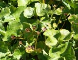 Caltha palustris