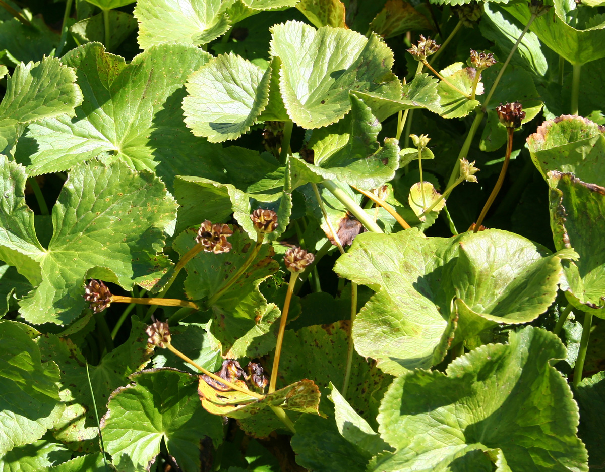 Image of Caltha palustris specimen.