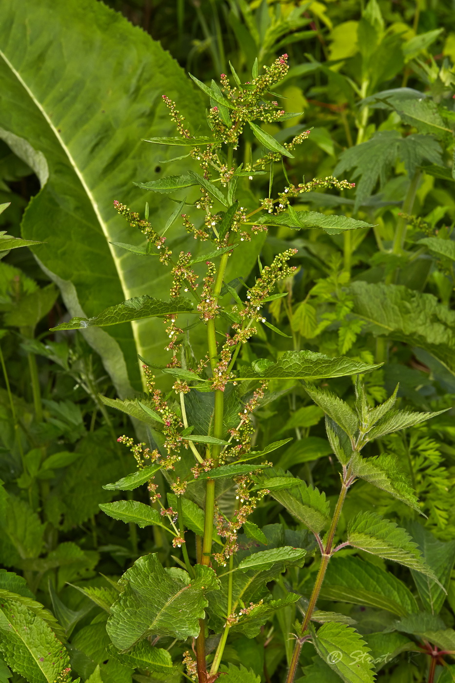 Изображение особи Rumex patientia.