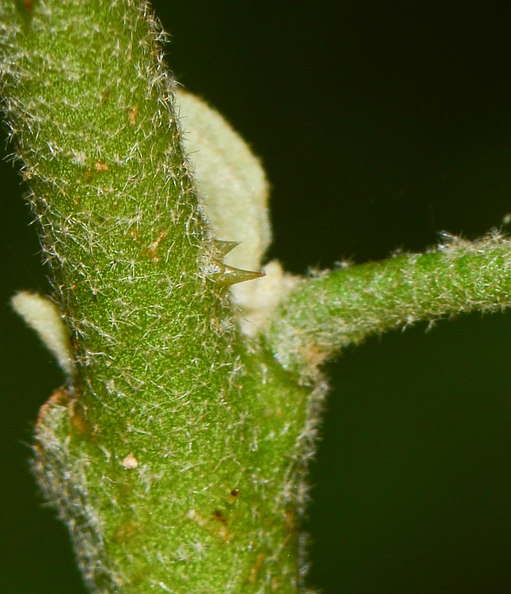 Image of Solanum undatum specimen.